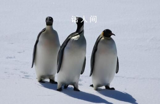 南极海冰融化致帝企鹅幼鸟被淹死 超过九成的帝企鹅群落将几近灭绝