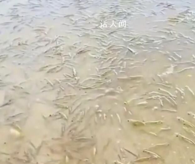 广东一海滩涌现大量海虾系谣言 1年前发的不要相信