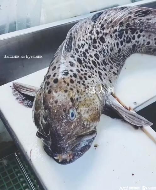 俄罗斯海岸惊现深海恐怖怪鱼 满嘴尖牙像外星生物