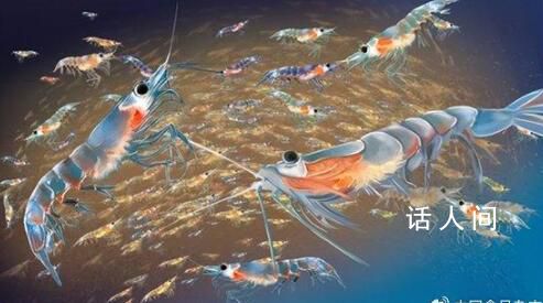 中国在南极意外发现海上粮仓 每立方米海水中容纳3万只磷虾