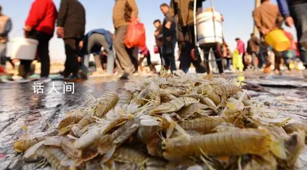 烟台海边现大量蝼蛄虾 立刻吸引了不少市民前来赶海