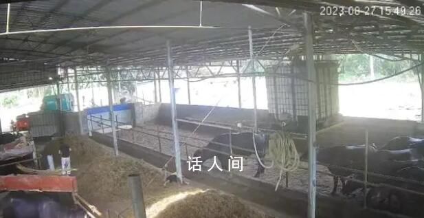 6岁男孩在牛棚玩耍被公牛顶撞离世 抢救无效不幸去世