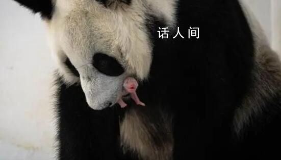 俄罗斯首只大熊猫幼崽降生 旅俄大熊猫丁丁首诞幼崽