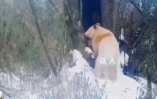 已知唯一野生白色熊猫确认为雄性 监测发现白熊猫栖息地多种猛兽云集