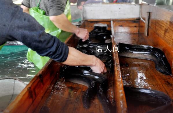 中国鳗鱼之乡担忧核污水排海 鳗价不理想几百万元投入没回本