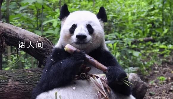 大熊猫花花没有妈妈了 大熊猫成功在兽舍内死亡终年23岁