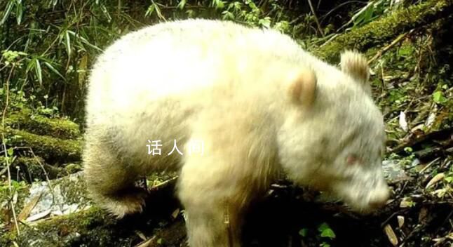 全球首只白色大熊猫最新研究成果 DNA结论确认为雄性