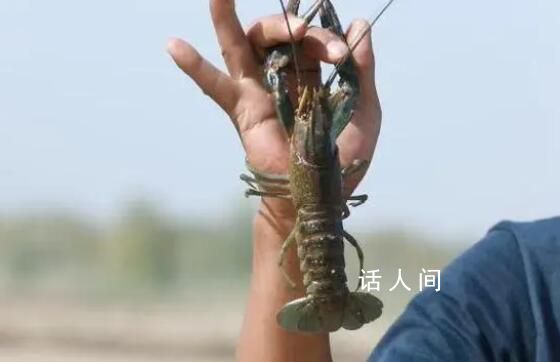 新疆沙漠里澳洲龙虾丰收啦 不少个头甚至比巴掌还要大