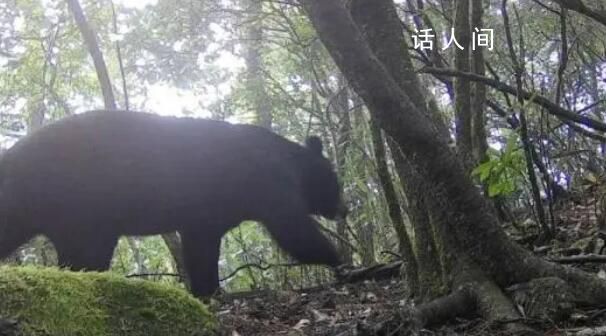 福建闽江源首次发现黑熊 体态健硕从密林中走过