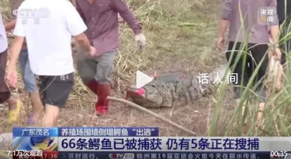 广东已抓回鳄鱼66条 仍有5条搜捕中