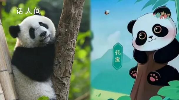 蜂花终身认养了一只大熊猫 蜂花认养的是哪个熊猫