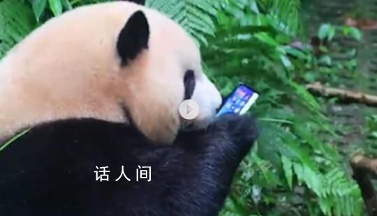 游客手机掉落大熊猫捡起来就啃 后续有人持工具捞回手机