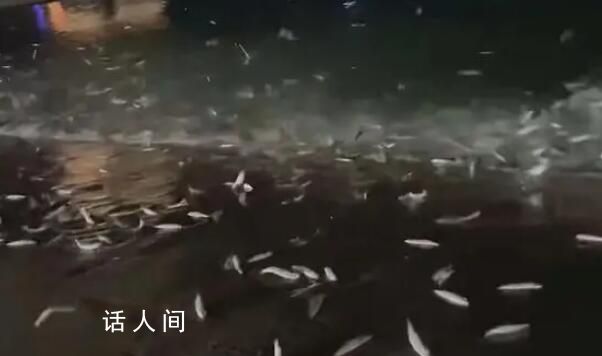 广东大量鱼跃出海面跳上岸 官方回应