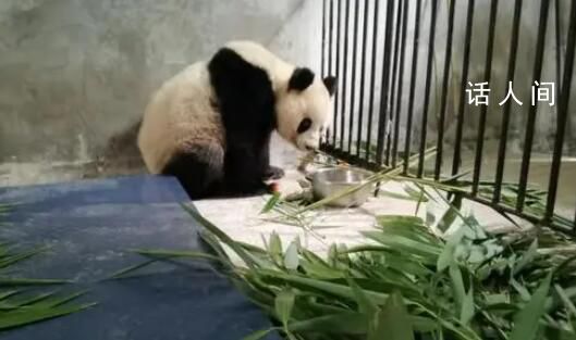 野生大熊猫进村被救 疑似有肝脏损伤