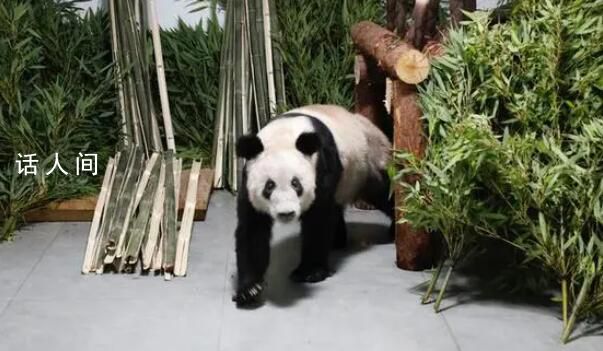 旅美大熊猫或将全部返回中国 外交部回应