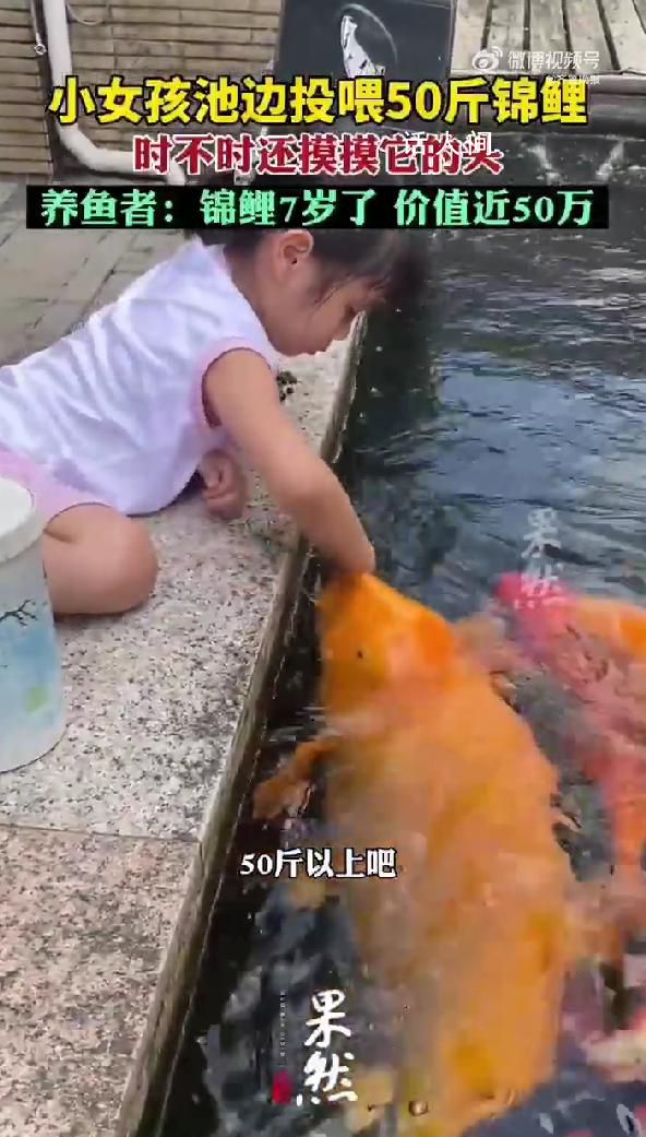 5岁女孩池边喂50斤胖锦鲤 小月饼是用饲料做成的
