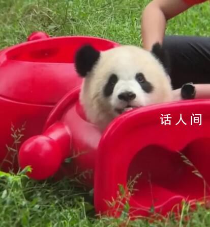 大熊猫被玩具卡头吓得发出狗叫 网友：被萌翻了