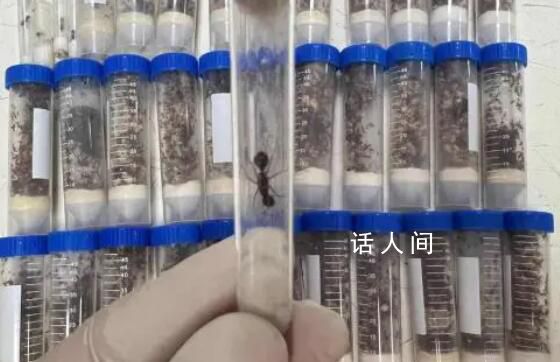 海关截获1.3万余只德州芭切叶蚁 属外来物种