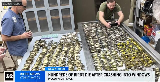 近千只鸟集体撞向一栋大楼后死亡 有大量鸟类在此迁徙