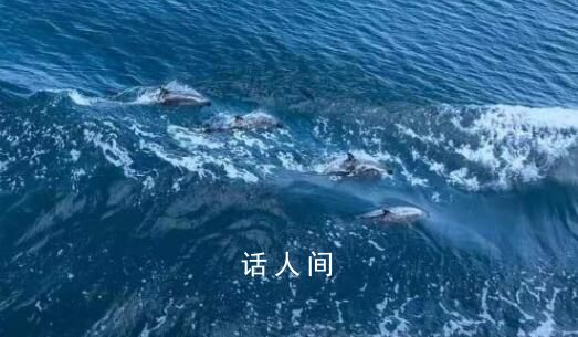 海警巡逻偶遇海豚好壮观 随即降低舰艇航速并为海豚群护航