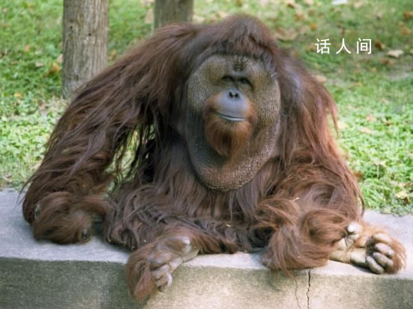 上海动物园45岁猩猩森泰离世 死因初步判断老年多脏器衰竭