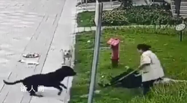 中国最大罗威纳犬舍遭网友攻击 卖了十多年没一只咬人