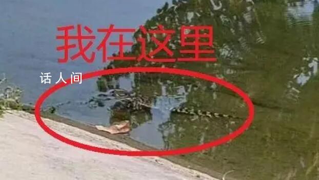 河里惊现鳄鱼 北京警方回应