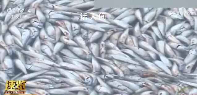 大量沙丁鱼涌入日本渔港后集体死亡 密密麻麻铺满水面场面骇人
