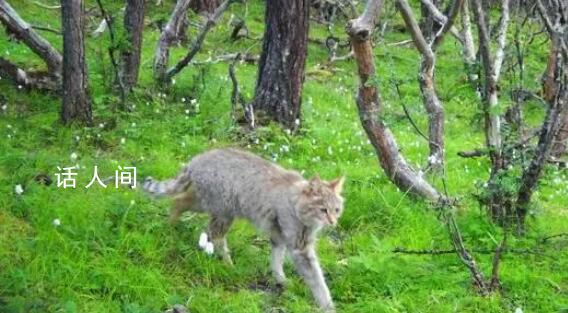 四川达古冰川首次发现荒漠猫 荒漠猫是国家一级重点保护动物