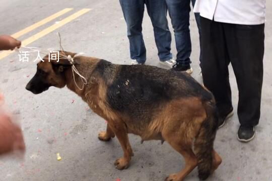 网传民警上门抓德牧犬 上海通报