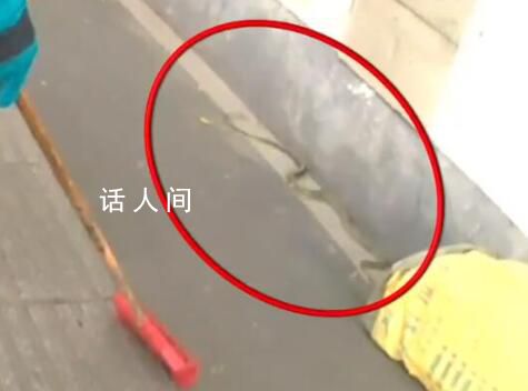 南京人行道上惊现2米长大蛇 发现野生蛇类立即报警求助切勿自行处理