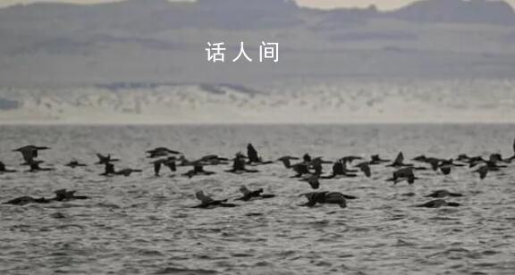 禽流感登陆南极 专家担心企鹅灭绝