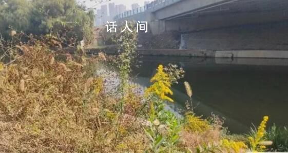 多地已发现“加拿大一枝黄花” 探访：在四里河岸边一处发现几十棵