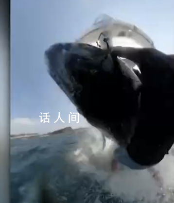 澳大利亚男子冲浪被座头鲸撞翻 这一幕被冲浪者随身相机记录了下来