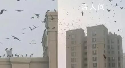 天津一小区上空现大群黑鸟盘旋飞叫 目前正是候鸟秋冬迁徙的季节