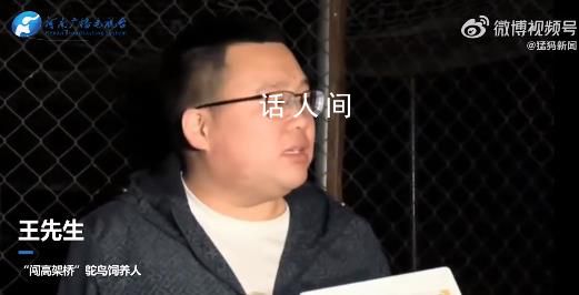 郑州鸵鸟出逃大结局 主人现身致歉