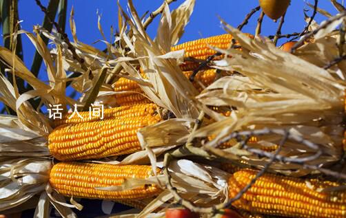 2024年全球小麦玉米价格预计下跌 延续2023年下跌逾11%的走势