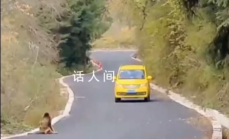金丝猴与过路司机相互礼让 妥妥化身交通安全形象大使