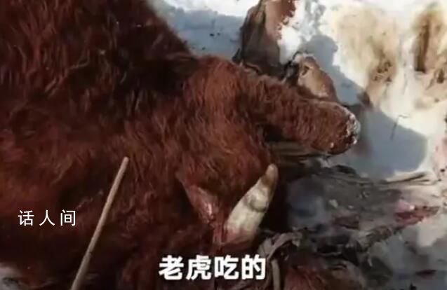 黑龙江居民家养牛被野生老虎捕食 多部门已介入调查处理