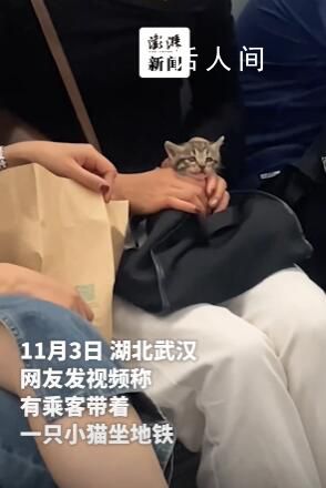 网友发视频称乘客带着小猫坐地铁 地铁不允许携带宠物