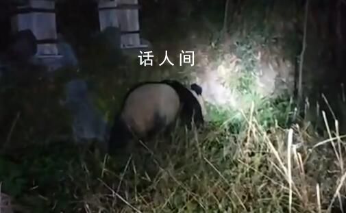 村民夜间偶遇野生大熊猫 慢悠悠地向竹林走去