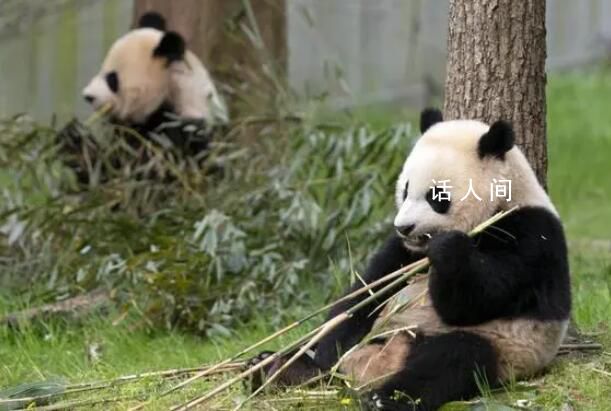 白宫称欢迎大熊猫重返美国 我们绝对欢迎它们回来