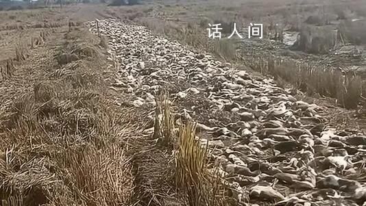 警方调查农户4千只鸭子集体死亡 警方正在展开调查工作
