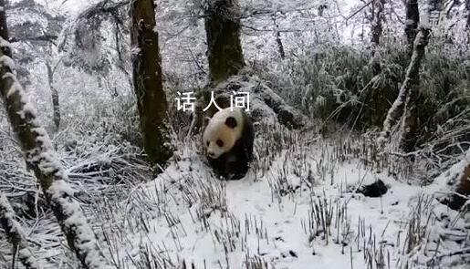 红外相机拍到野生大熊猫雪地行走 步伐稳健样子憨态可掬