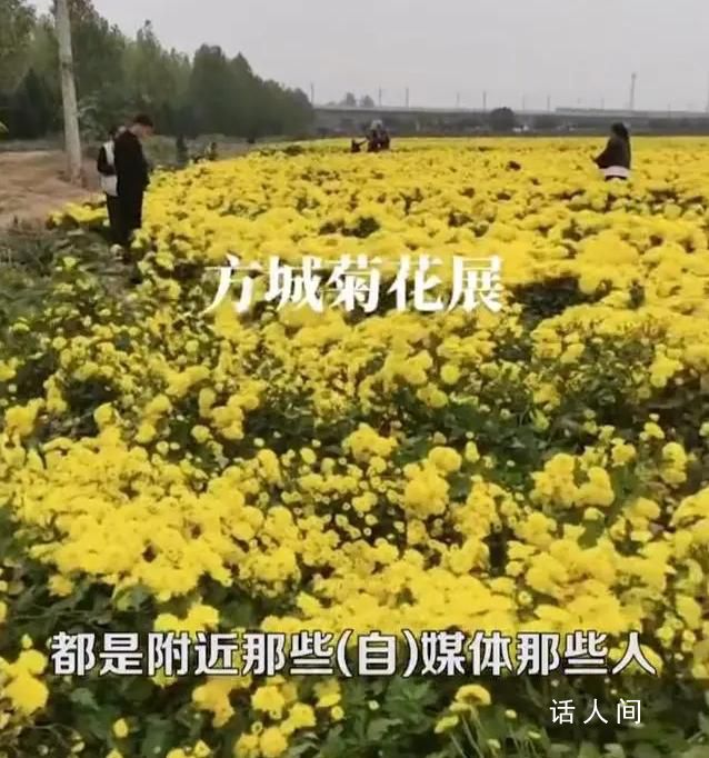 河南百亩菊花种植户称被群众偷摘 吸引了大量游客前来拍照留念