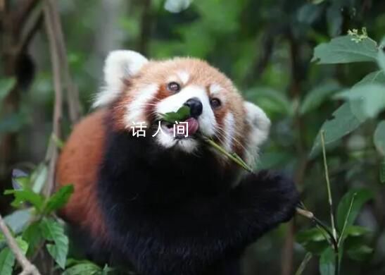 小熊猫外逃3个月景区悬赏5000元 抓捕时可抓住尾巴提起悬空