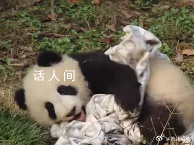 熊猫宝宝过冬裹紧小被子 实在是太可爱了