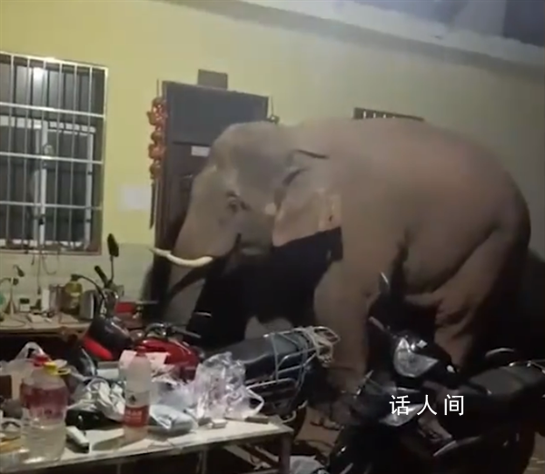 云南一网友吐槽大象频繁进家 3个月来3次吃完就走