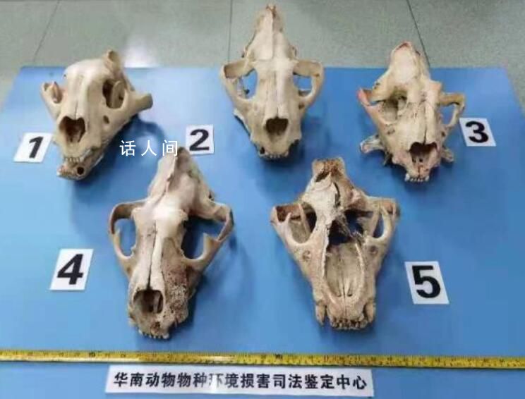 主任为科研自费13万非法收购虎骨 审查核实自首和立功情节全面收集证据综合考量案情