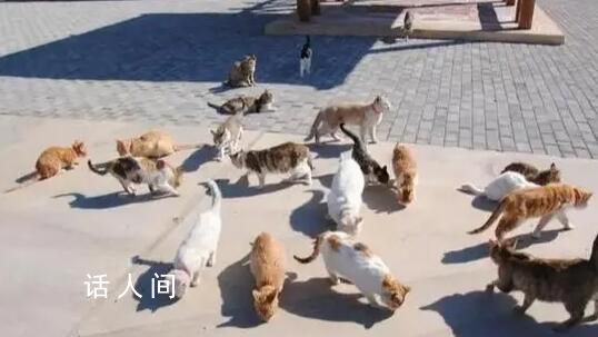 企业养40只猫守护粮仓 饲养猫咪已超20年